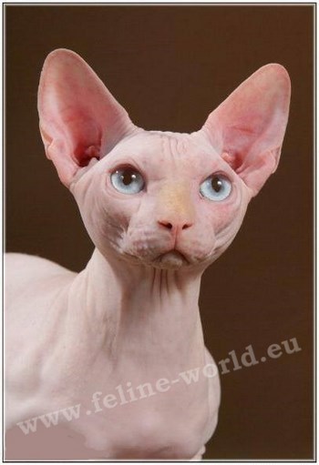 sphynx_10 (RACE)